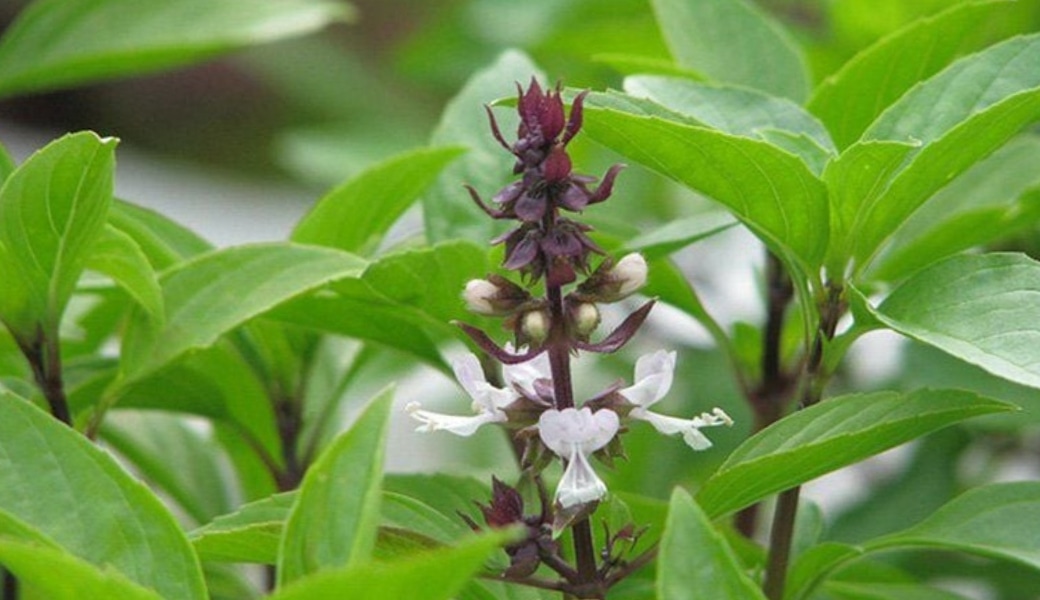 Sử dụng húng quế là cách để chữa huyết áp thấp đơn giản và an toàn