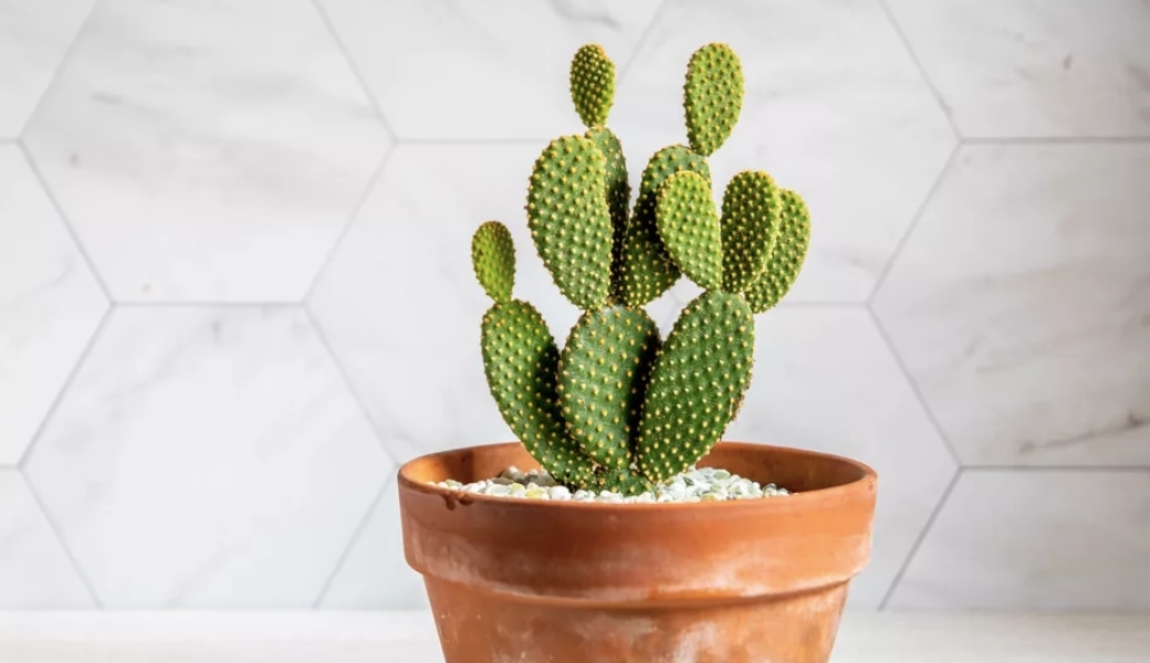 Sử dụng xương rồng được xem là một trong những cách hỗ trợ điều trị gai cột sống hiệu quả