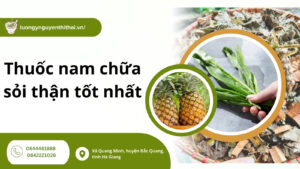 Tham khảo top 7+ thuốc nam chữa sỏi thận tốt nhất trong dân gian