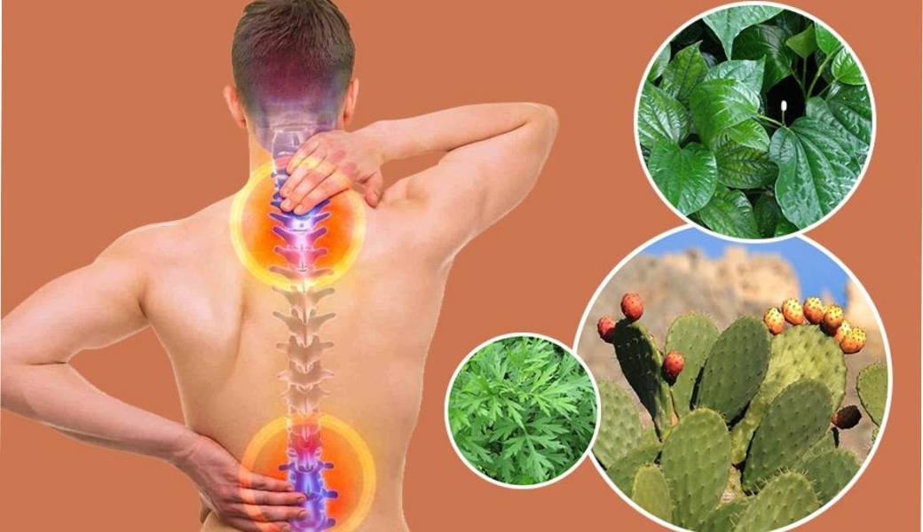 Thuốc nam trị gai cột sống hiệu quả tại nhà