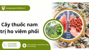 Tổng hợp 6+ cây thuốc nam trị ho viêm phổi