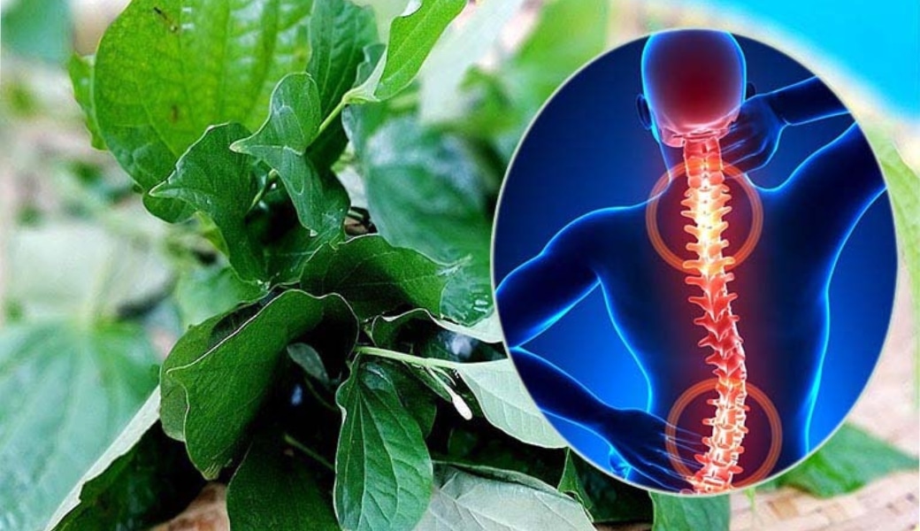 Trong dân gian, lá lốt được sử dụng phổ biến để trị gai cột sống