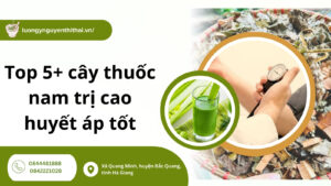 Uống lá cây gì để hạ huyết áp? Top 5+ cây thuốc nam trị cao huyết áp tốt