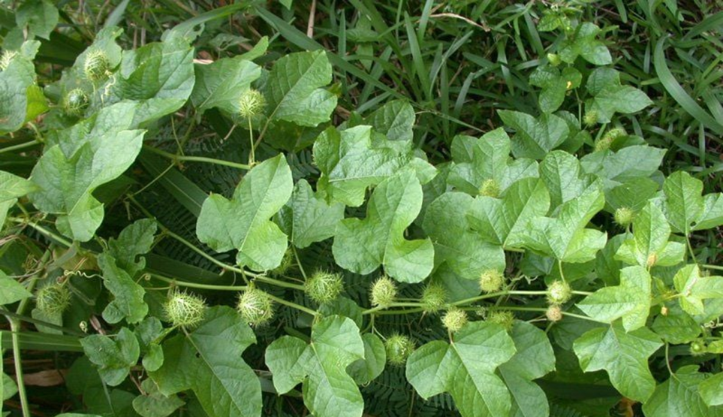 cây thuốc nam trị mất ngủ