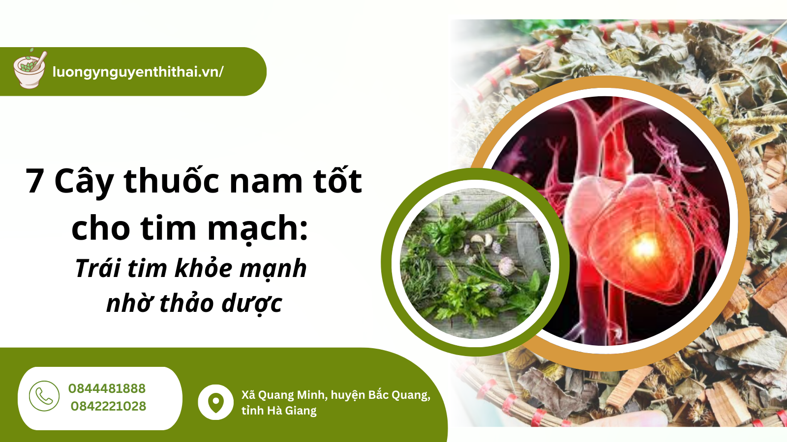 Cay-thuoc-nam-tot-cho-tim-mach