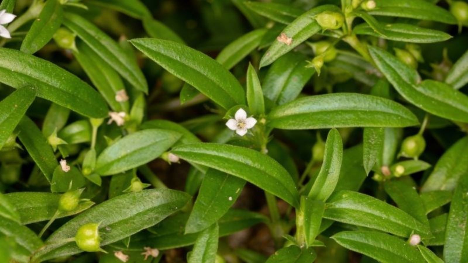 bai-thuoc-nam-chua-ung-thu-vom-hong