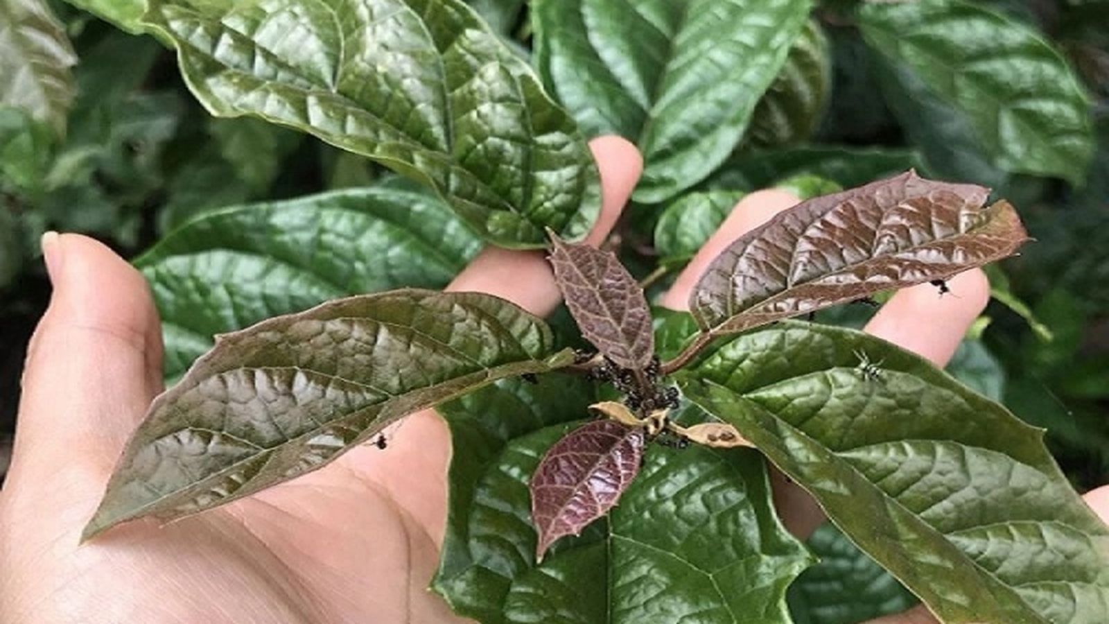 bai-thuoc-nam-tri-ung-thu-xuong