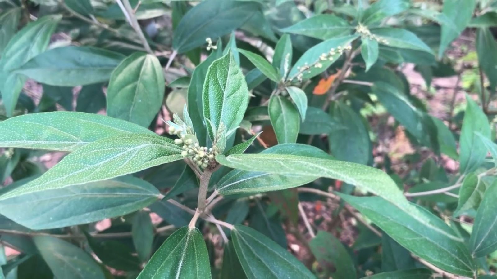 cay-thuoc-nam-chua-benh-sui-mao-ga