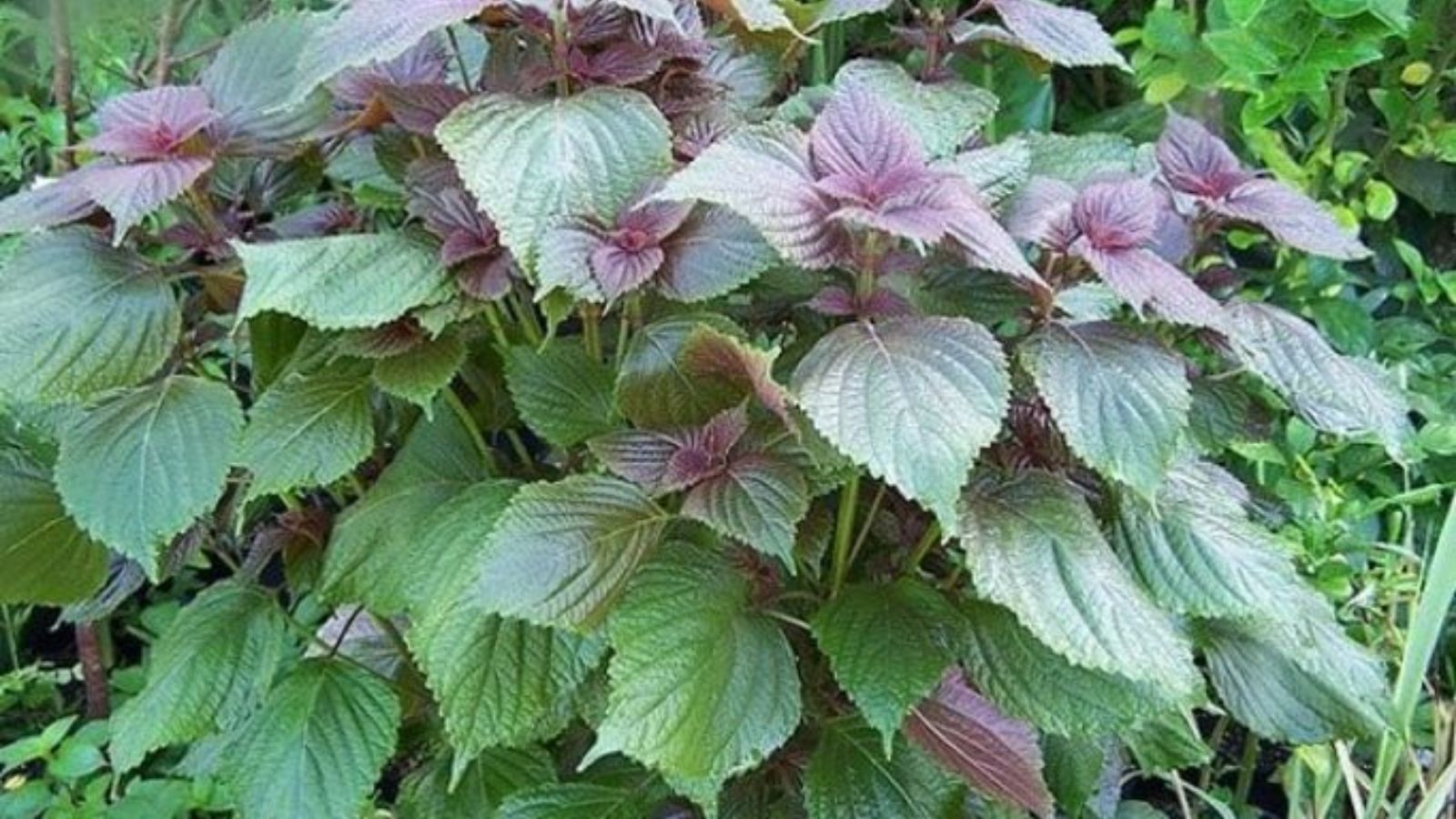 cay-thuoc-nam-chua-benh-sui-mao-ga