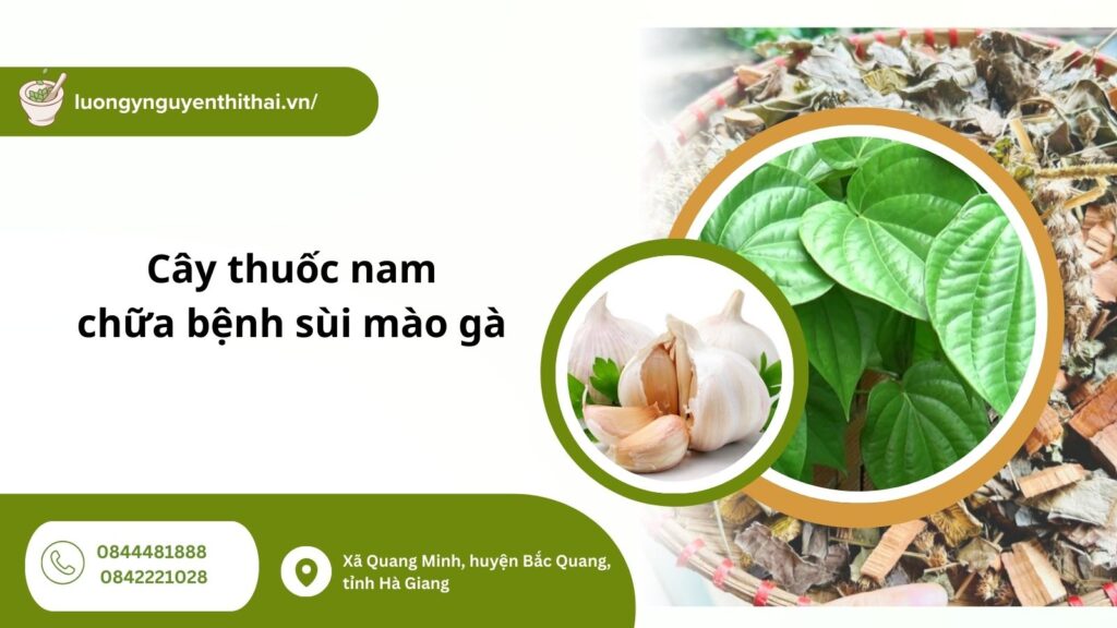 cay-thuoc-nam-chua-benh-sui-mao-ga