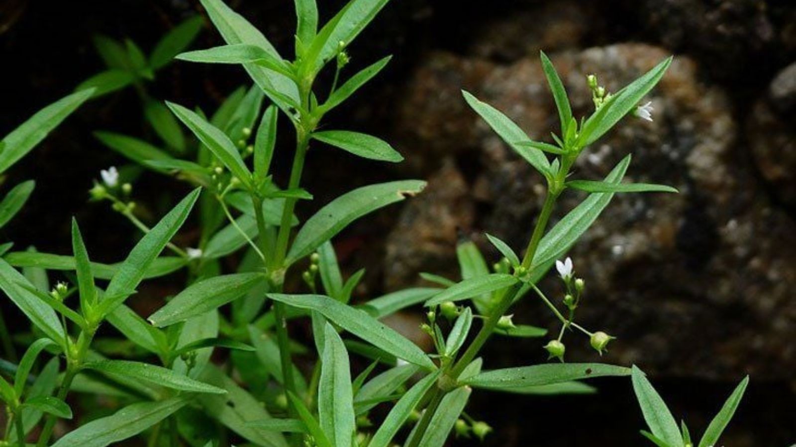 cay-thuoc-nam-chua-benh-u-nao