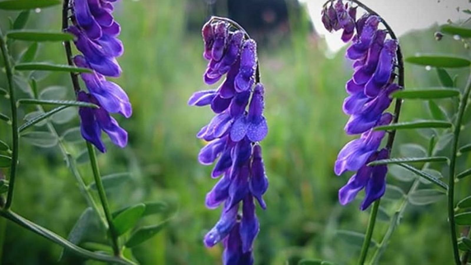 cay-thuoc-nam-chua-benh-u-nao