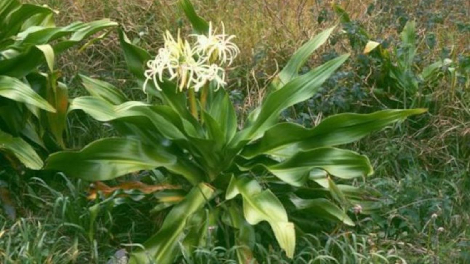 cay-thuoc-nam-chua-benh-u-nao