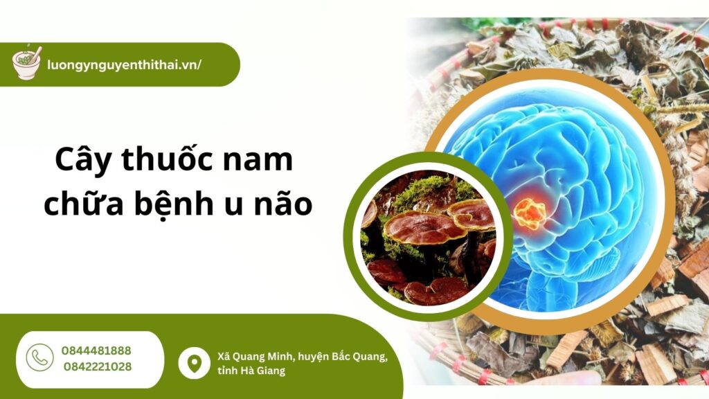 cay-thuoc-nam-chua-benh-u-nao