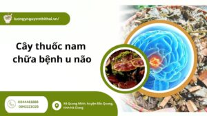 cay-thuoc-nam-chua-benh-u-nao