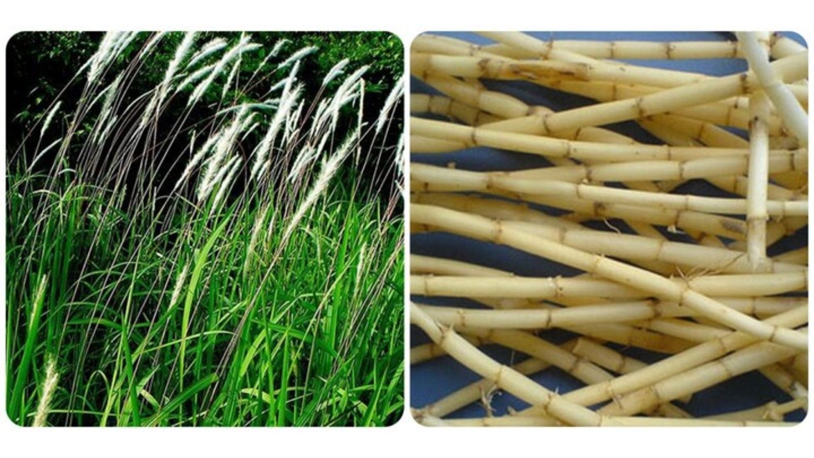 cay-thuoc-nam-tri-benh-than-u-nuoc