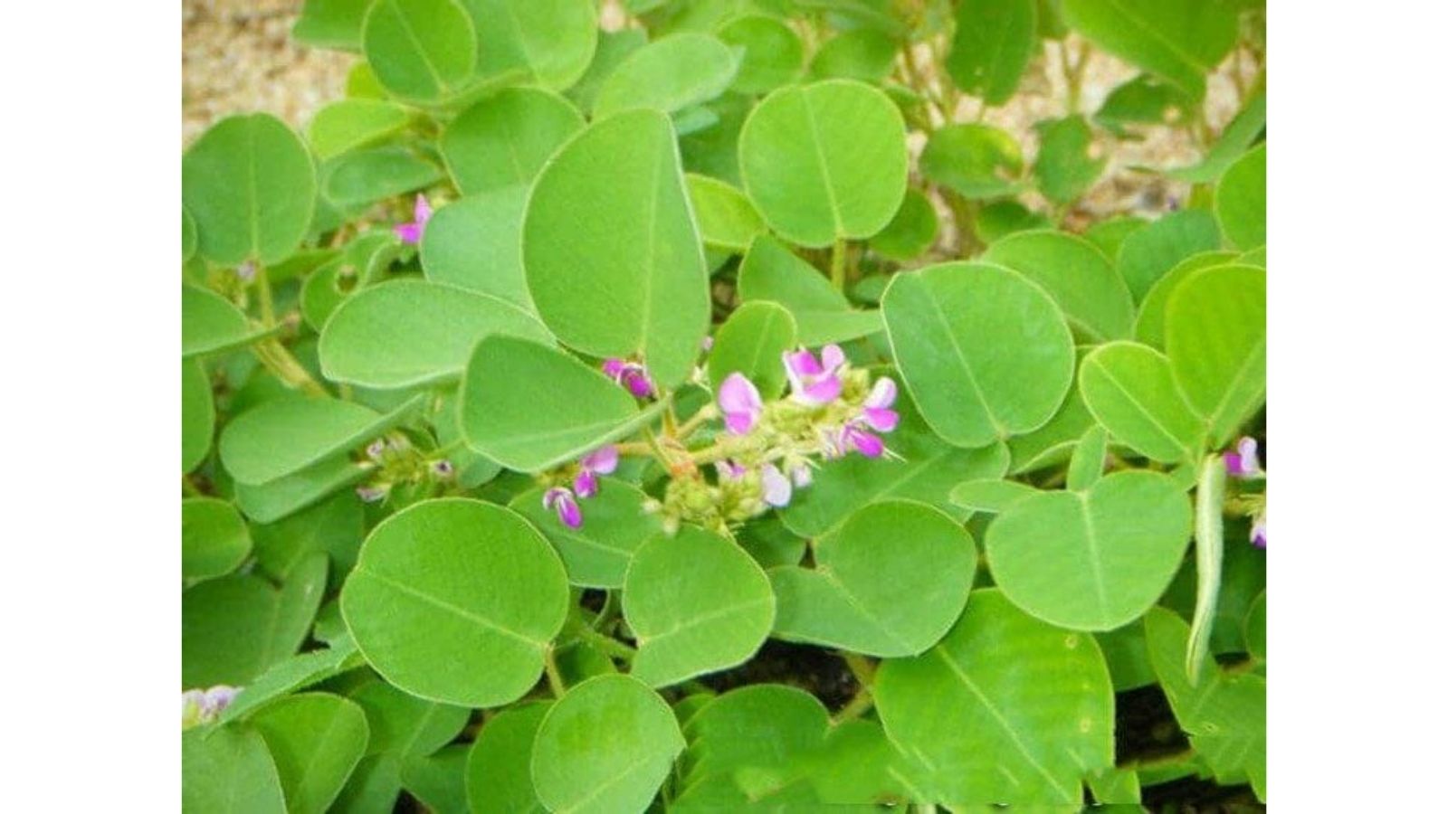 cay-thuoc-nam-tri-benh-than-u-nuoc