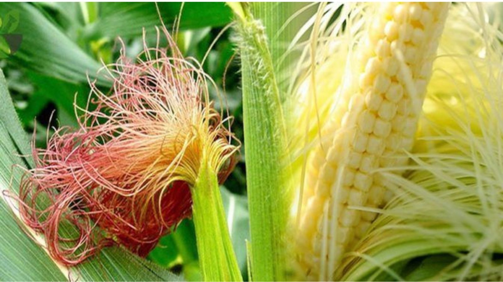 cay-thuoc-nam-tri-benh-than-u-nuoc