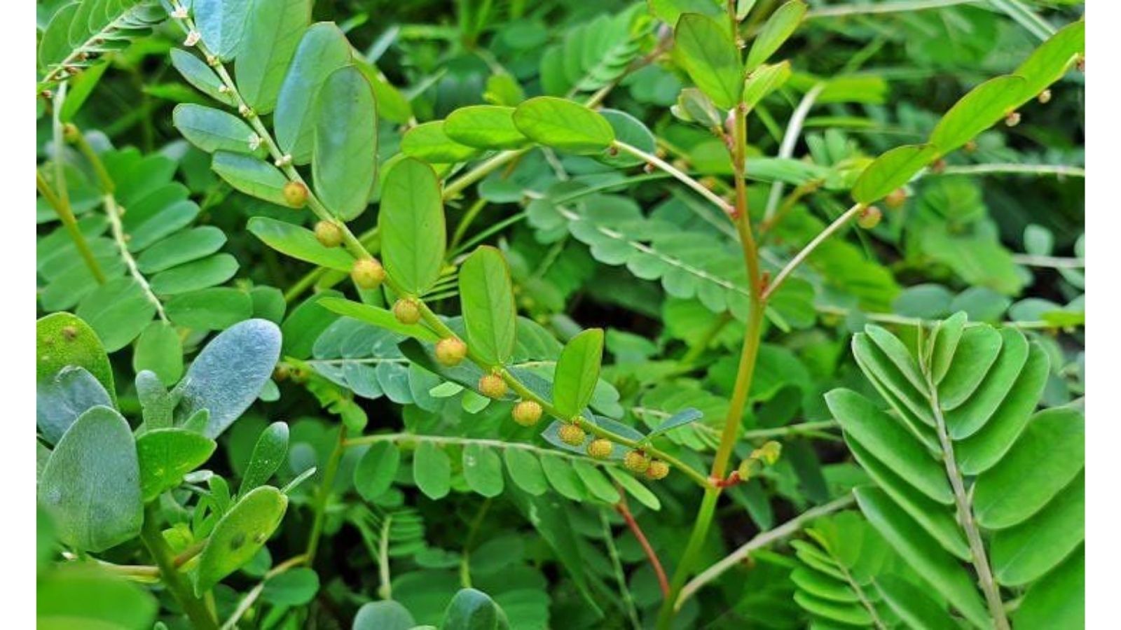 cay-thuoc-nam-tri-benh-than-u-nuoc