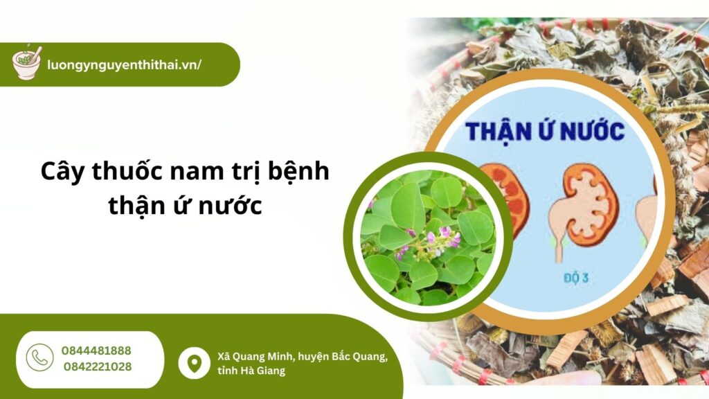 cay-thuoc-nam-tri-benh-than-u-nuoc