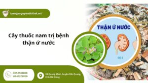 cay-thuoc-nam-tri-benh-than-u-nuoc