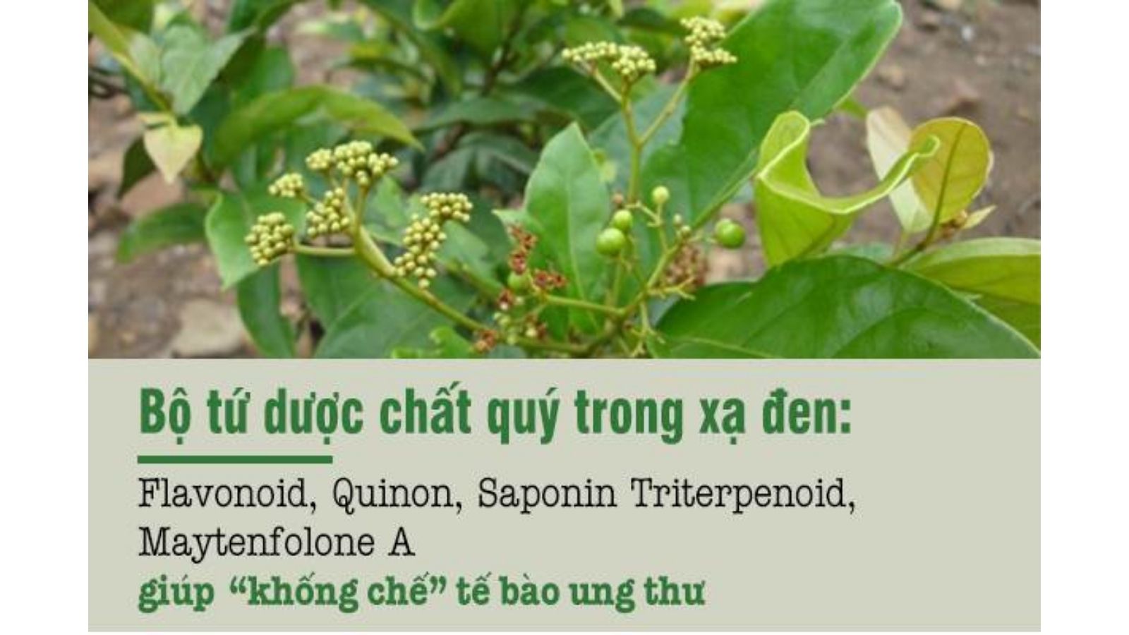 cay-thuoc-nam-tri-ung-thu-co-tu-cung