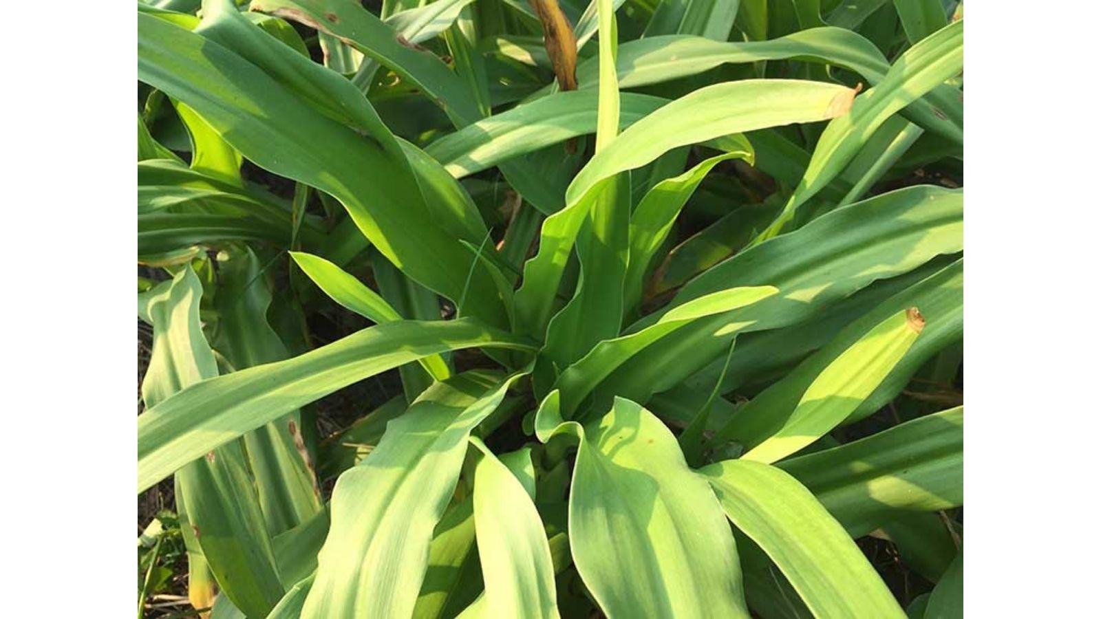 cay-thuoc-nam-tri-ung-thu-co-tu-cung