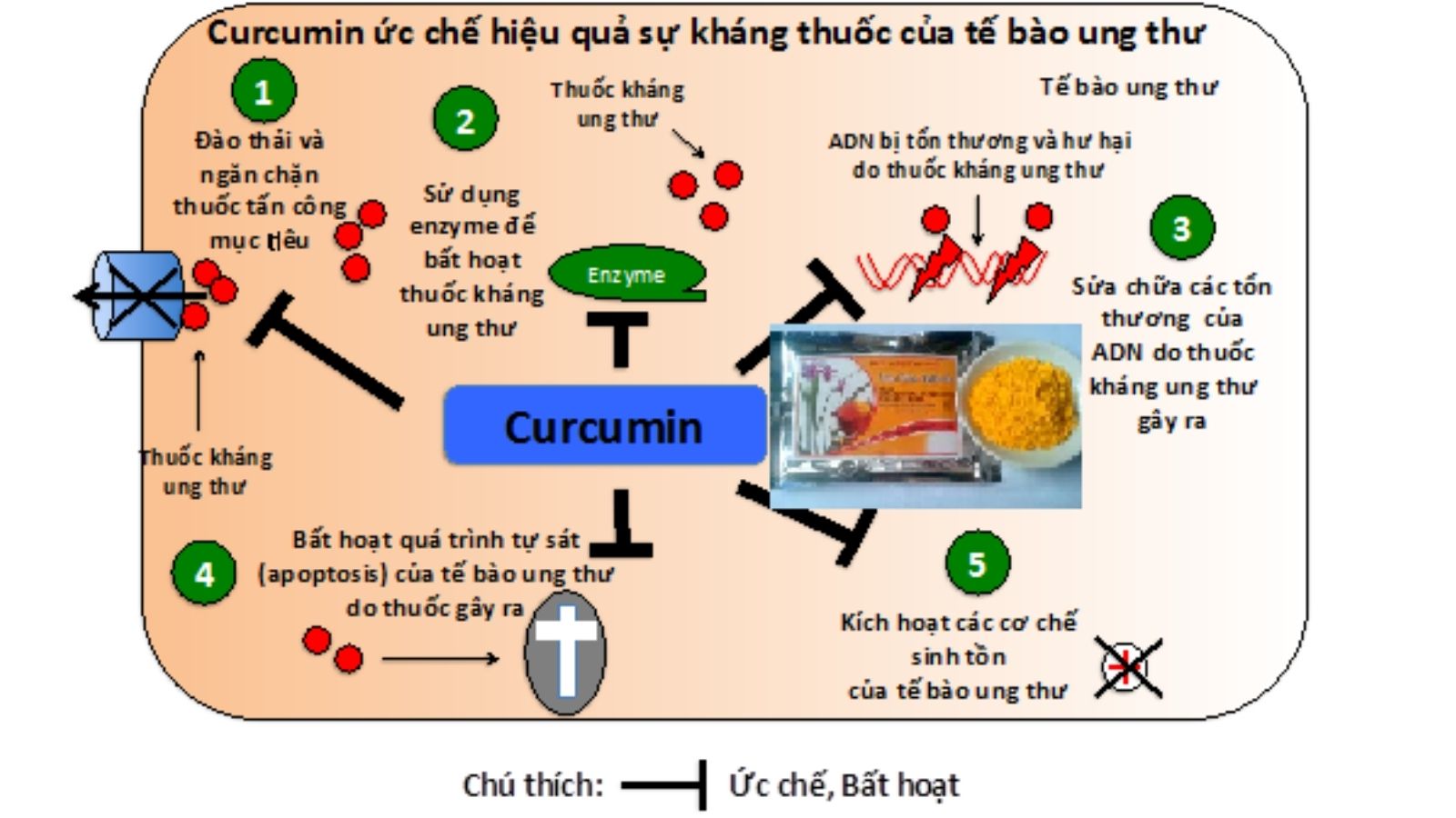 cay-thuoc-nam-tri-ung-thu-co-tu-cung