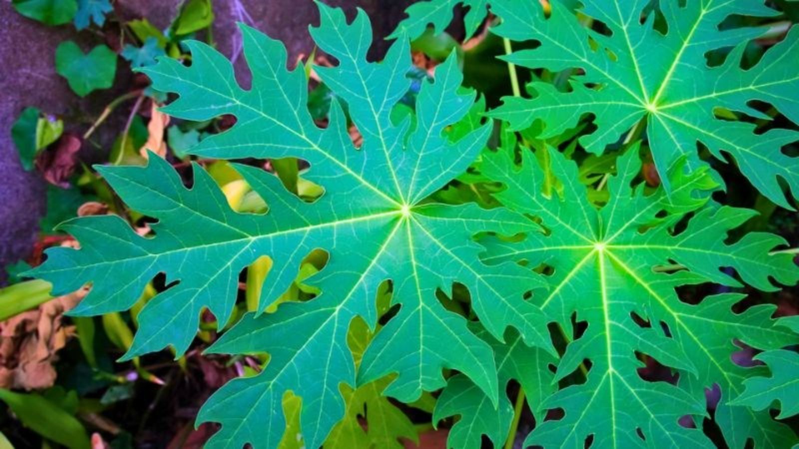 cay-thuoc-nam-tri-ung-thu-co-tu-cung