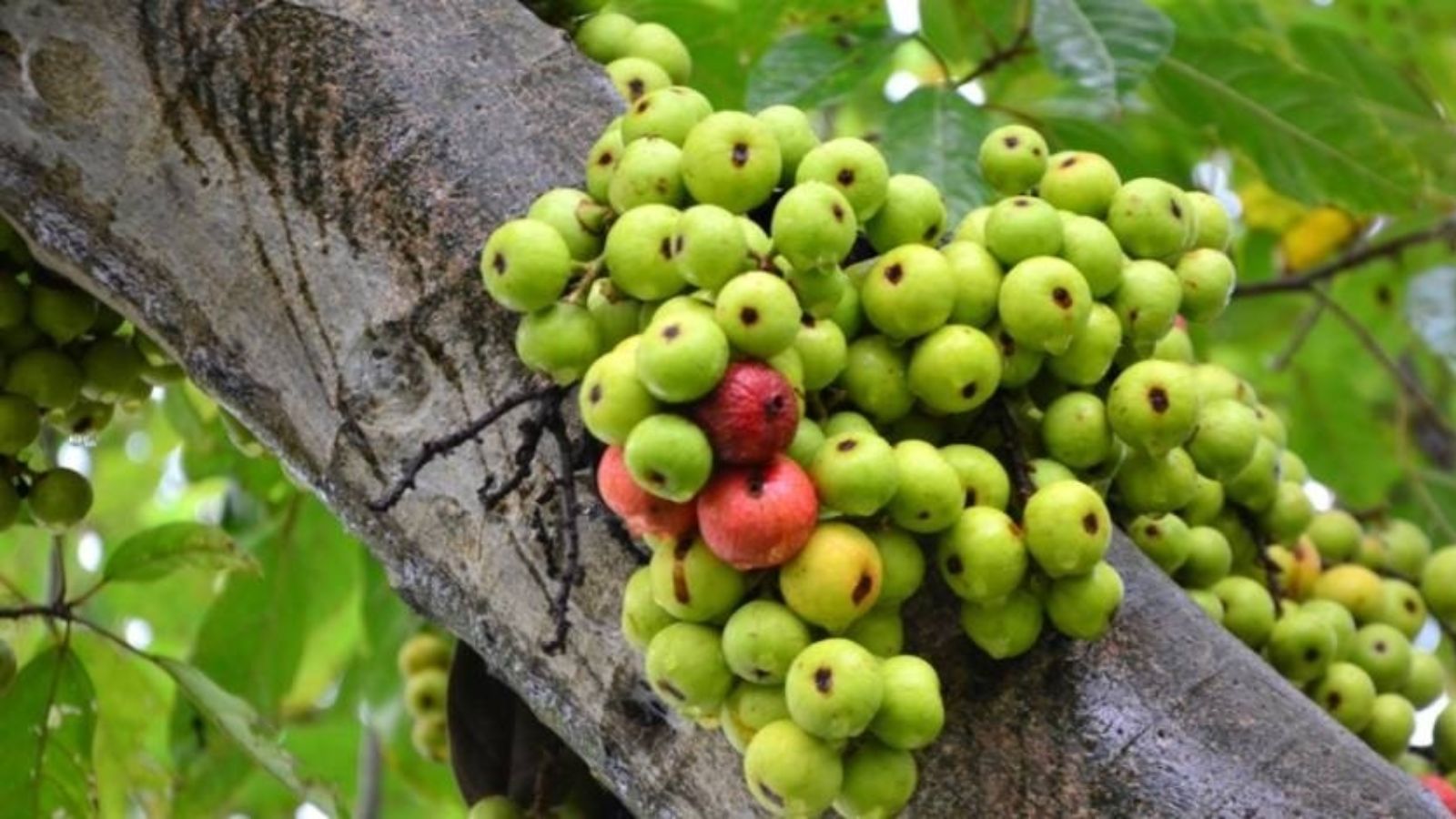 cay-thuoc-nam-tri-ung-thu-co-tu-cung