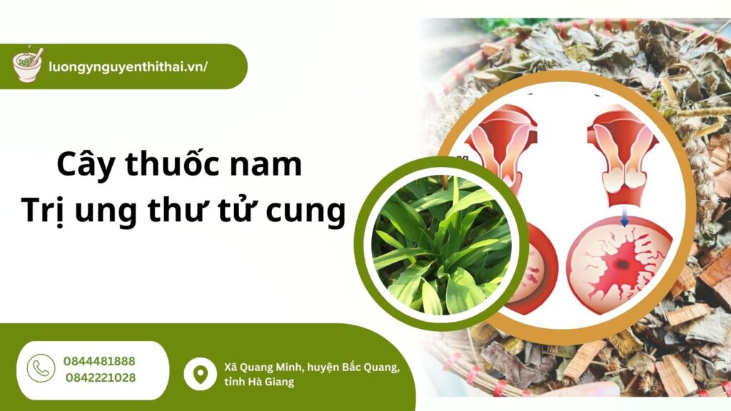 cay-thuoc-nam-tri-ung-thu-co-tu-cung