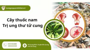 cay-thuoc-nam-tri-ung-thu-co-tu-cung