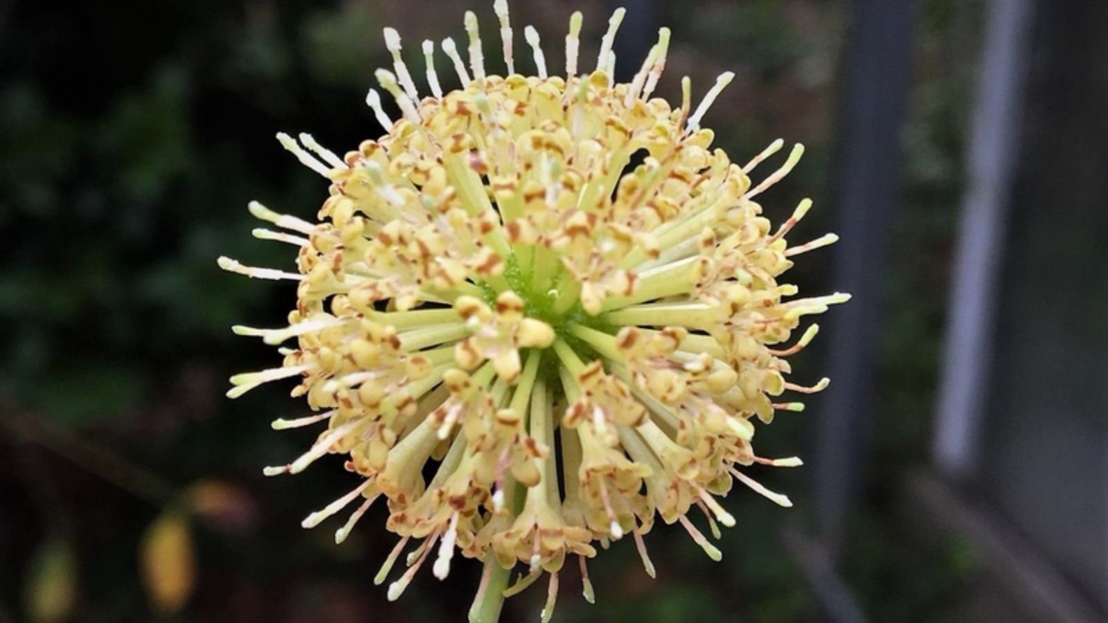 chua-benh-run-tay-bang-thuoc-nam