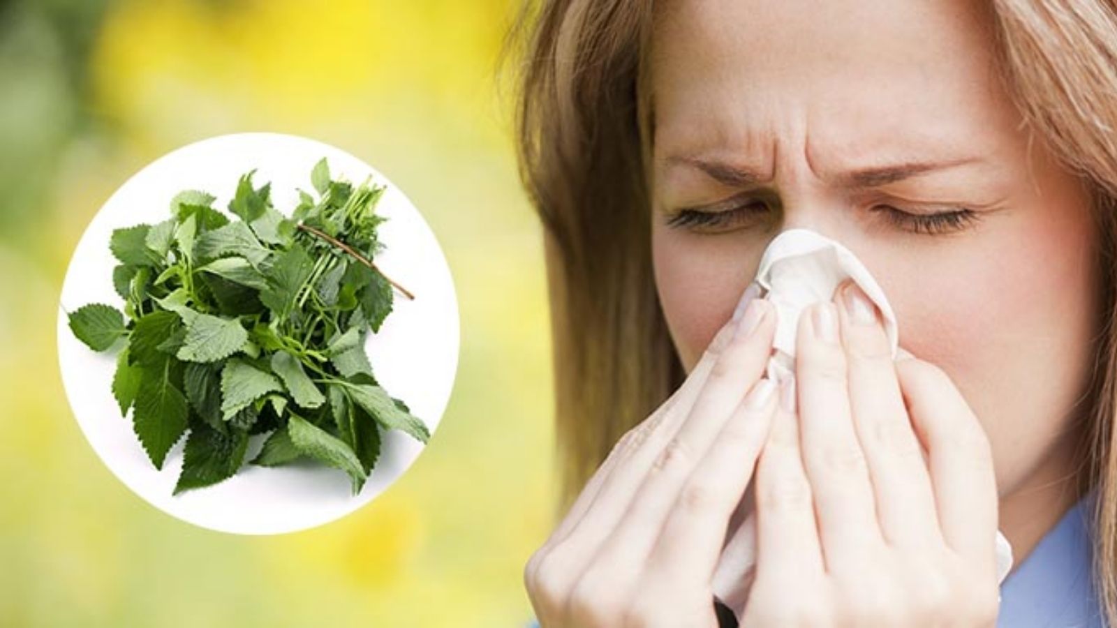 chua-benh-viem-mui-di-ung-bang-thuoc-nam