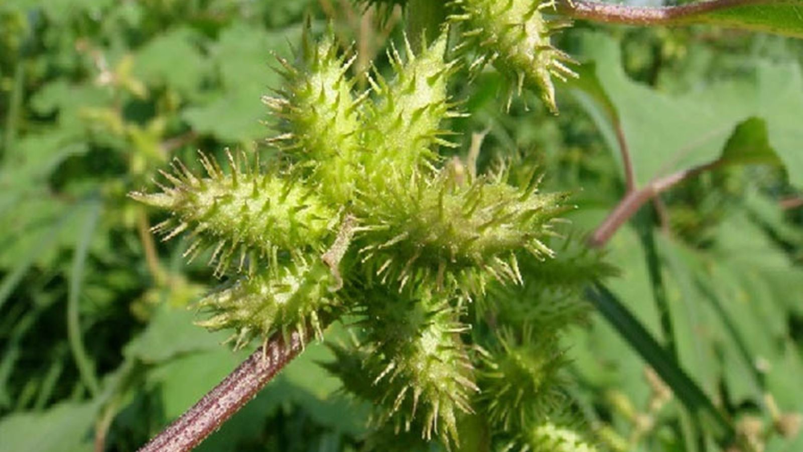 chua-benh-viem-mui-di-ung-bang-thuoc-nam