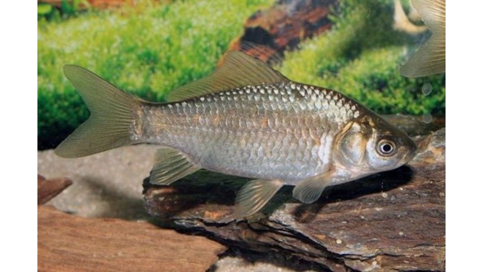 chua-ung-thu-thuc-quan-bang-thuoc-nam