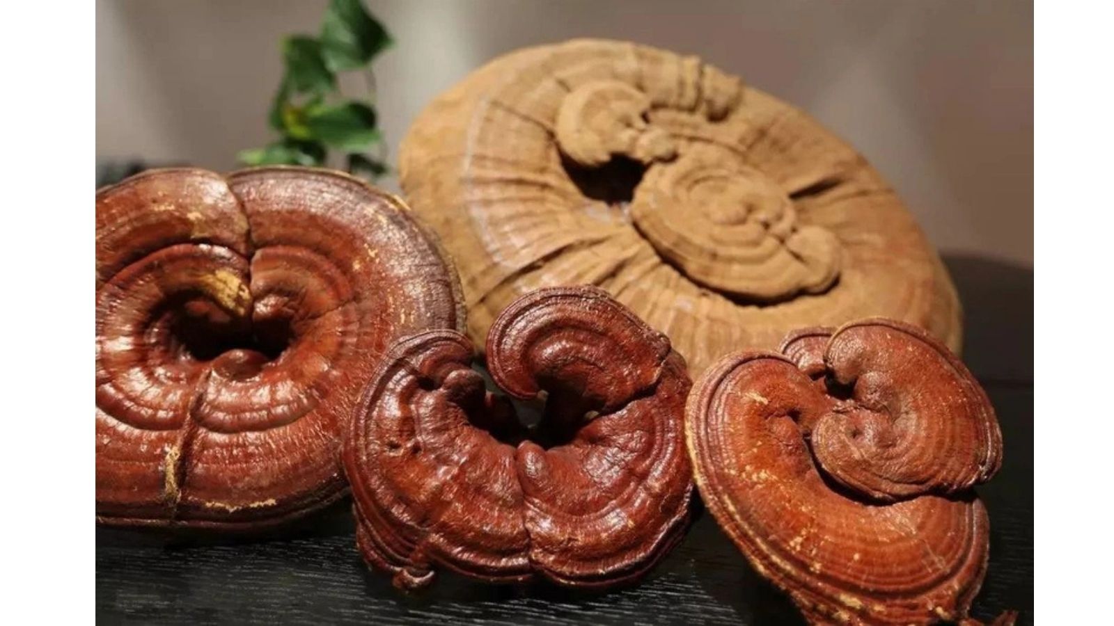 chua-ung-thu-thuc-quan-bang-thuoc-nam