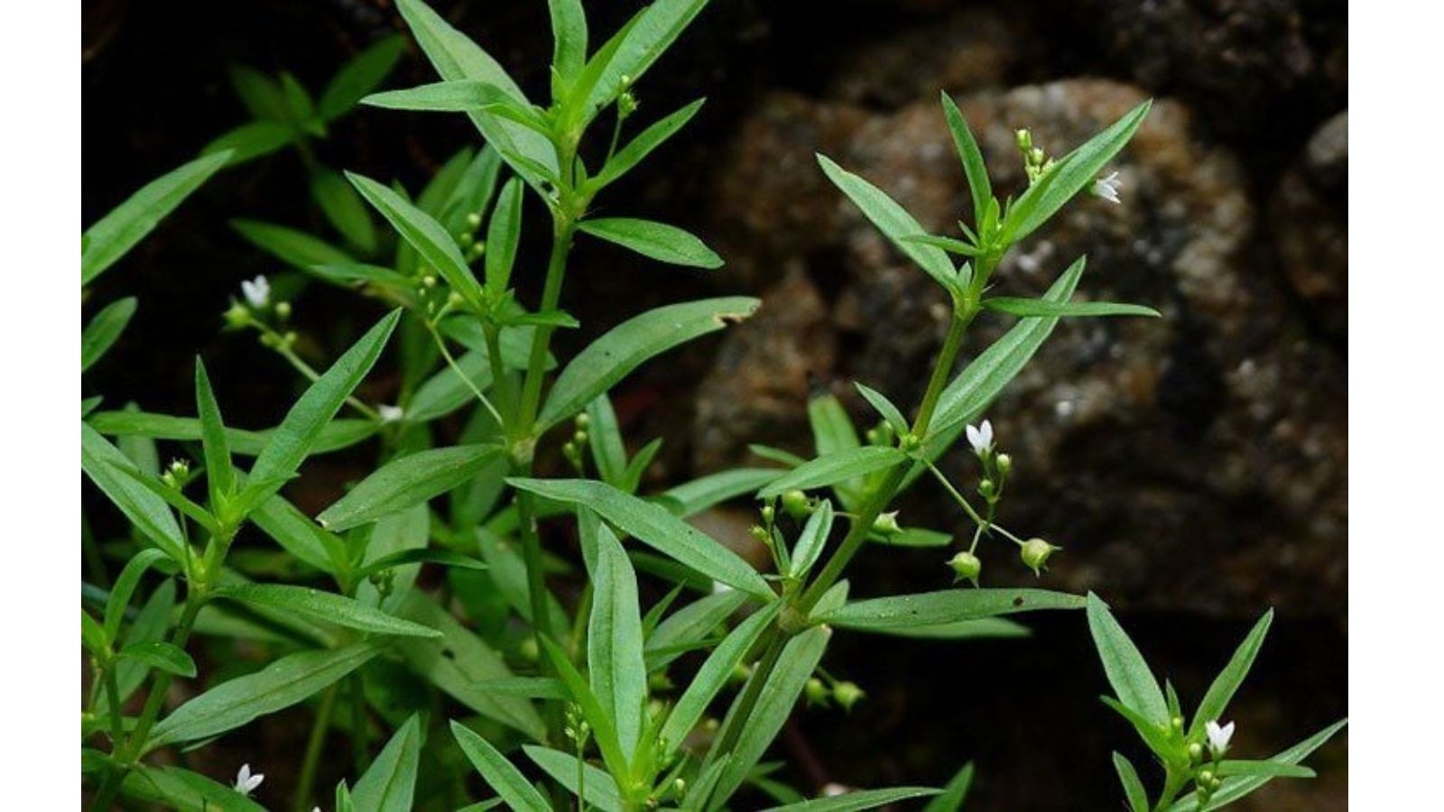 chua-ung-thu-thuc-quan-bang-thuoc-nam