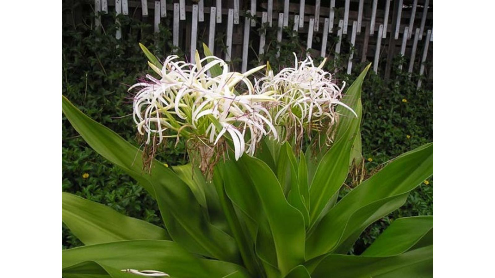 chua-ung-thu-thuc-quan-bang-thuoc-nam