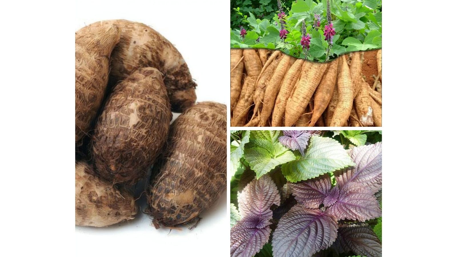 thuoc-nam-chua-dau-dau