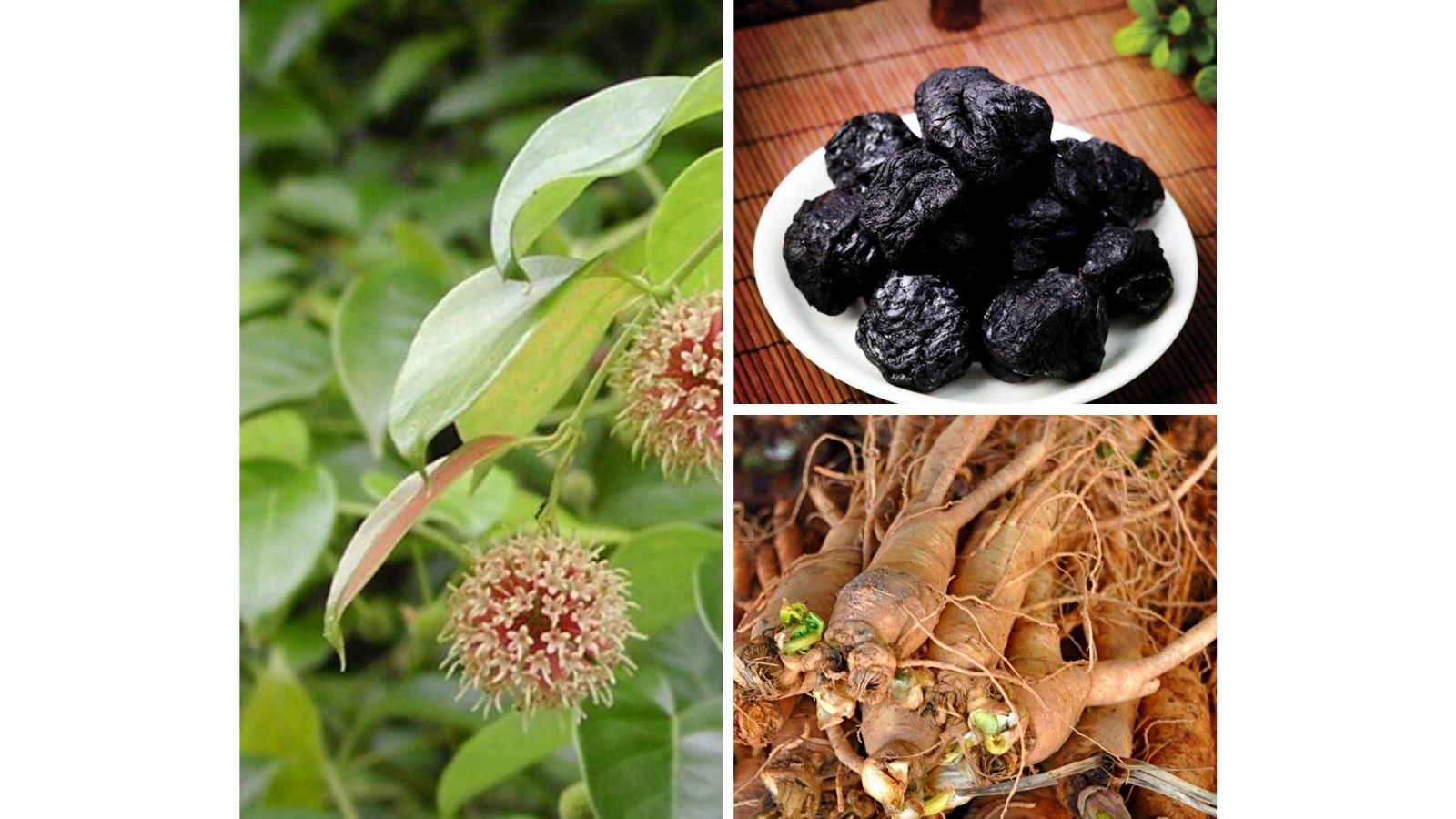 thuoc-nam-chua-dau-dau