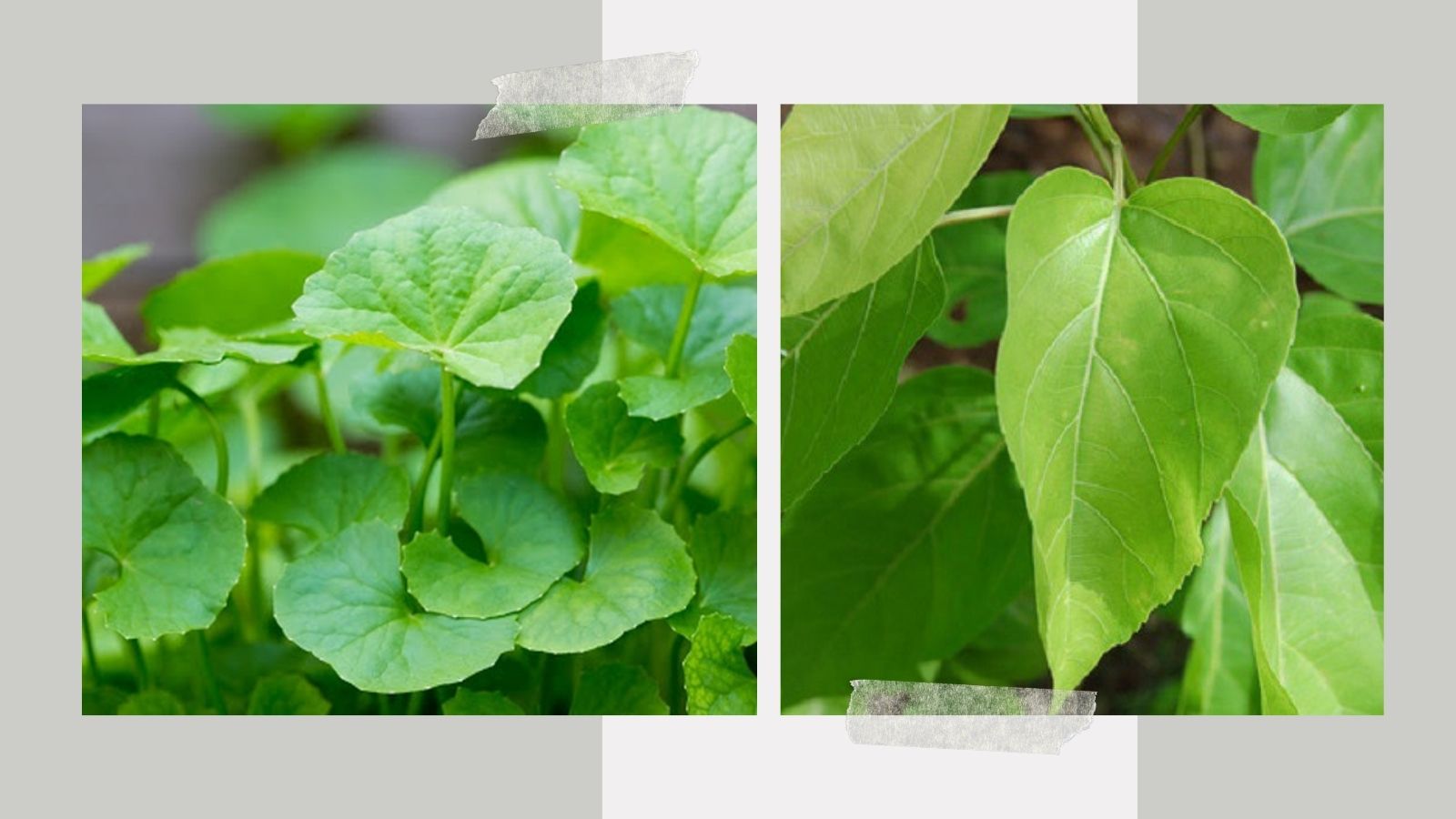 thuoc-nam-chua-dau-dau