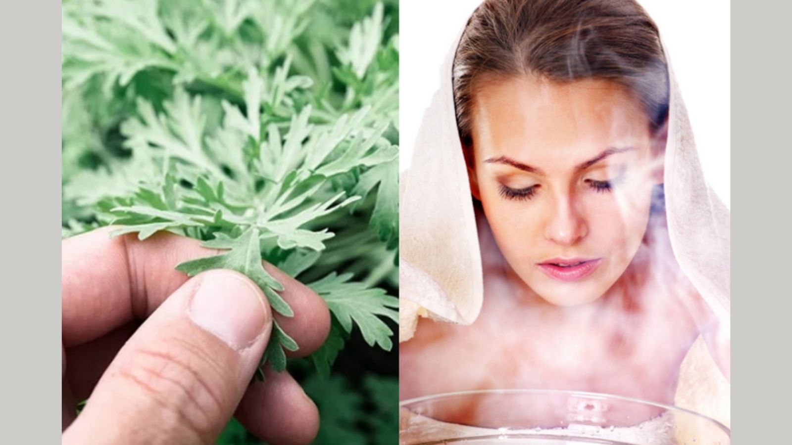 thuoc-nam-chua-dau-dau