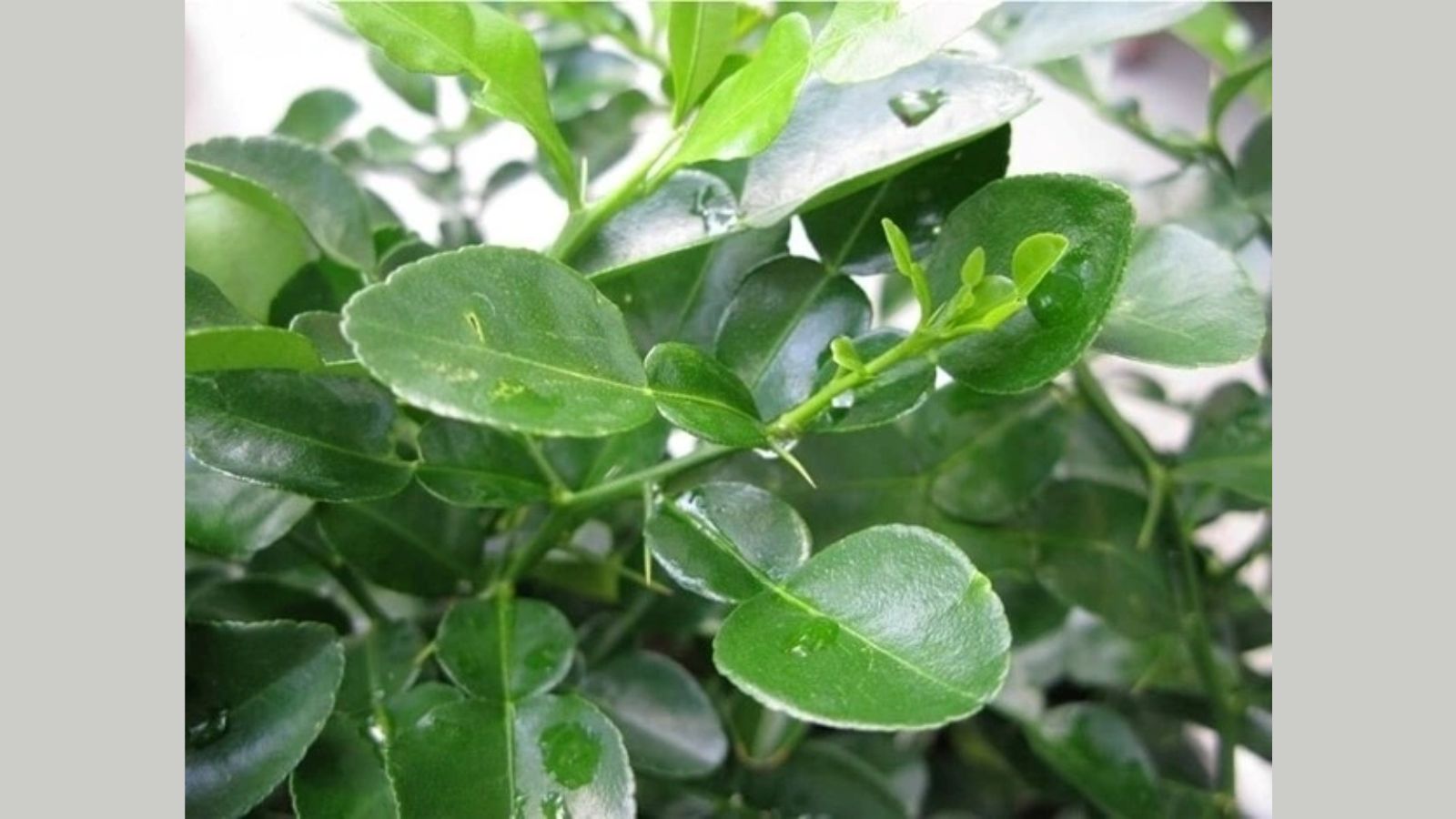 thuoc-nam-chua-dau-dau