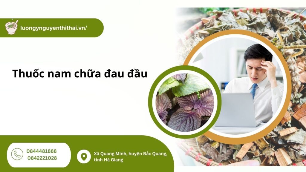 thuoc-nam-chua-dau-dau