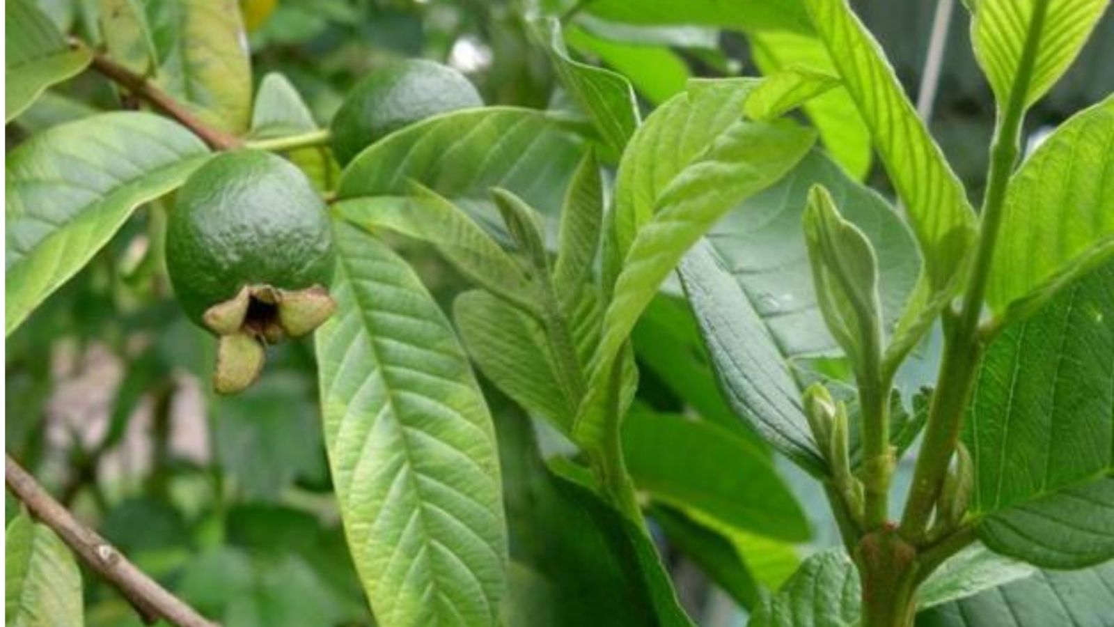 thuoc-nam-chua-hoi-chung-ruot-kich-thich