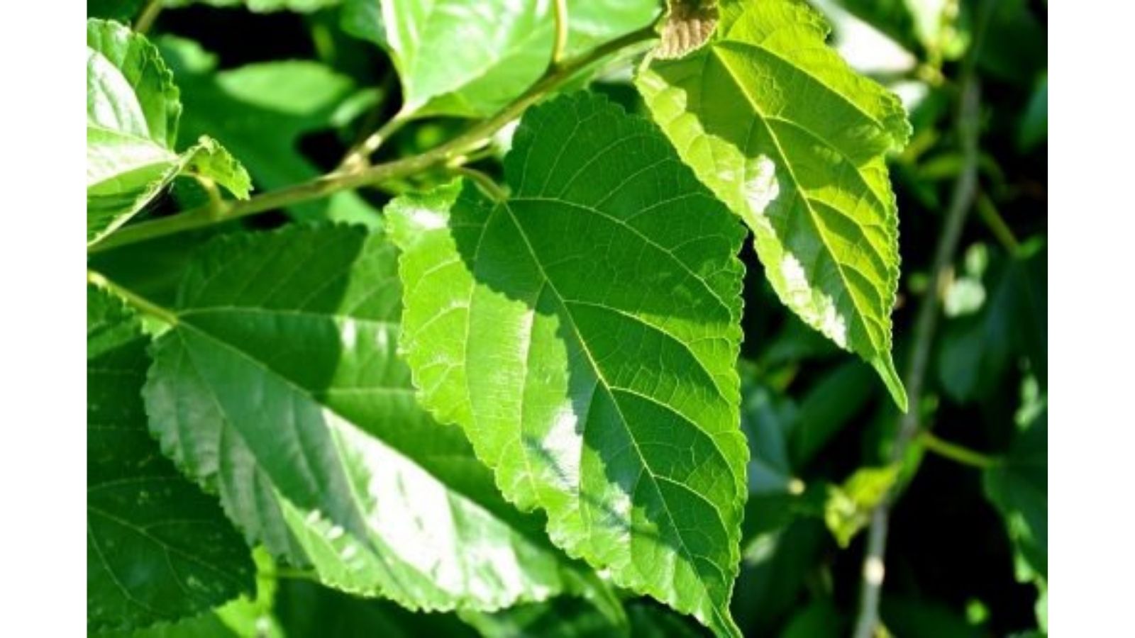 thuoc-nam-chua-roi-loan-than-kinh-thuc-vat