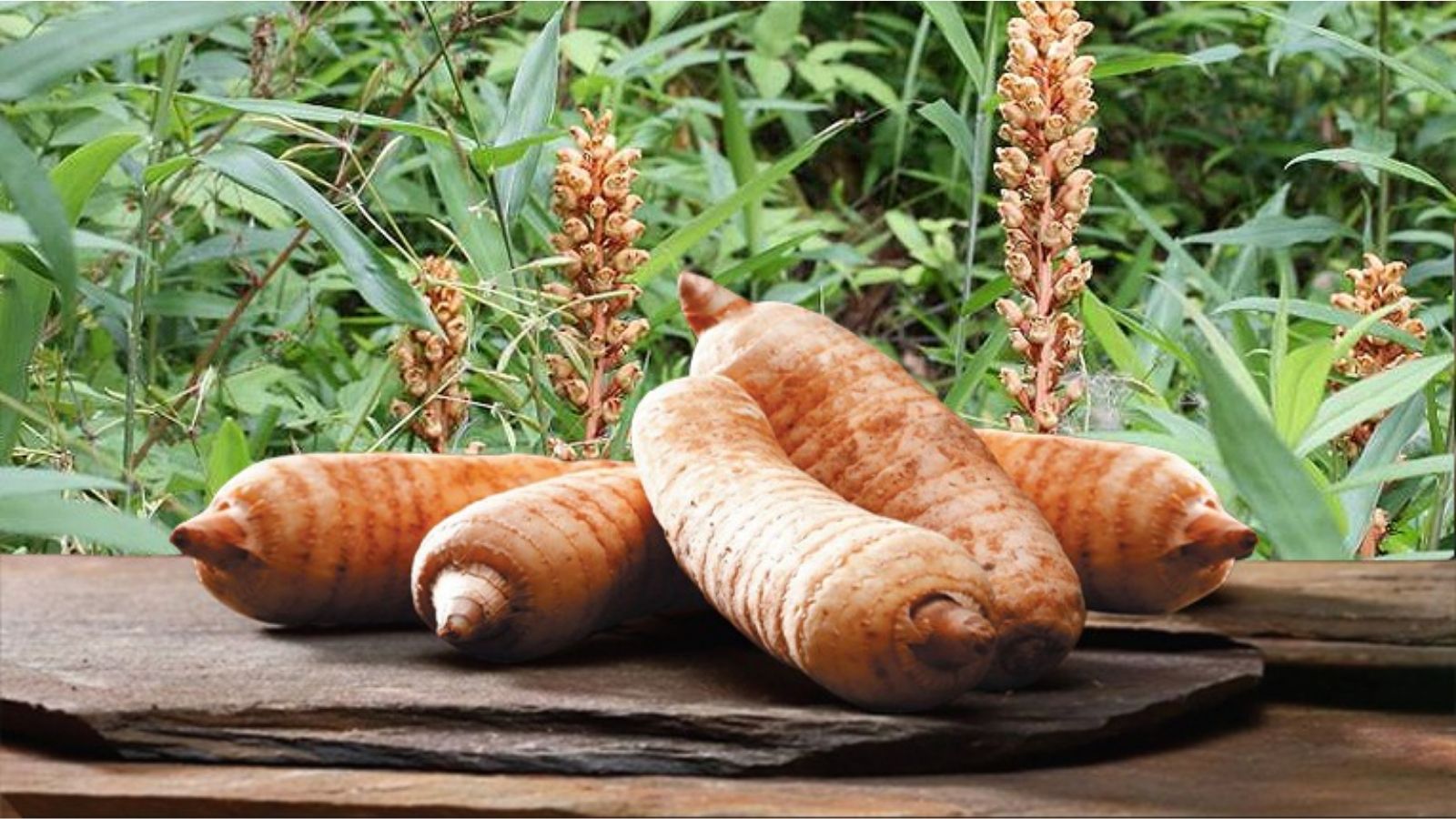 thuoc-nam-chua-roi-loan-than-kinh-thuc-vat