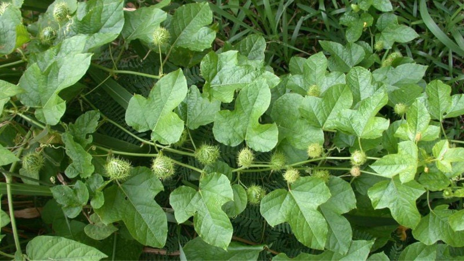 thuoc-nam-chua-roi-loan-than-kinh-thuc-vat