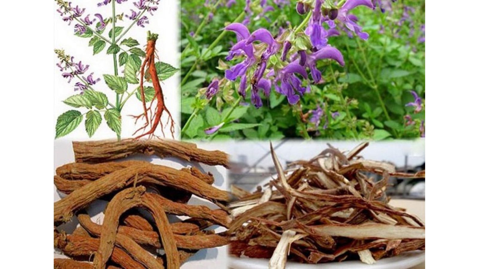 thuoc-nam-chua-roi-loan-than-kinh-thuc-vat